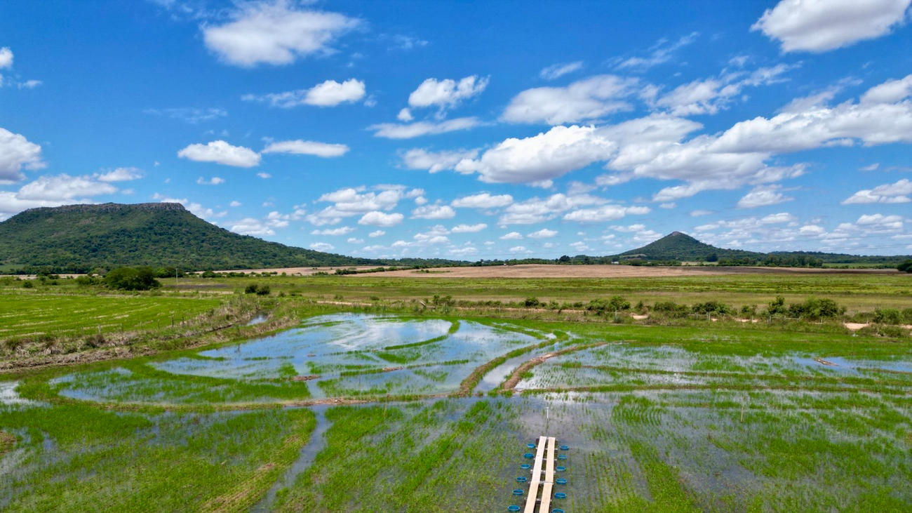 Innovative Climate Solutions: Google and Terradot Team Up for Sustainable Rice Farming
