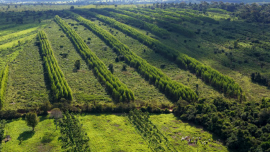 Transforming Ranchlands: Sustainable Farming Initiatives in Brazil